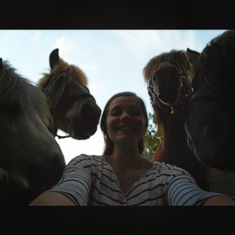 Islænder Óðinn fra lille Nørregård billede 17