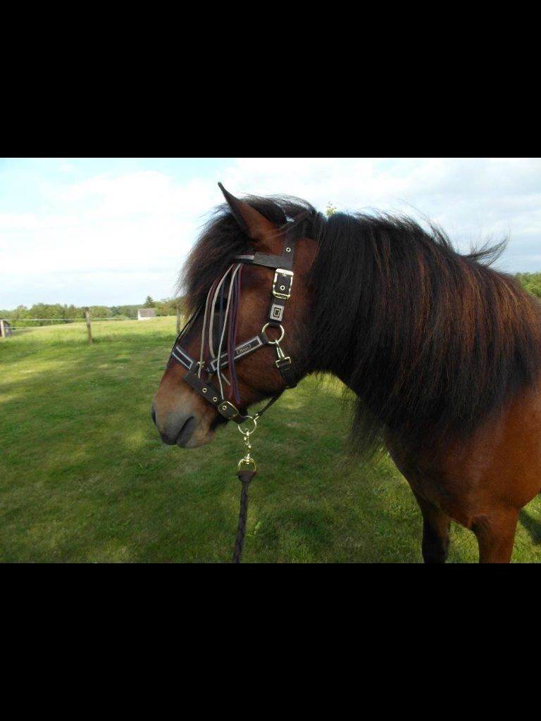 Islænder Óðinn fra lille Nørregård billede 18