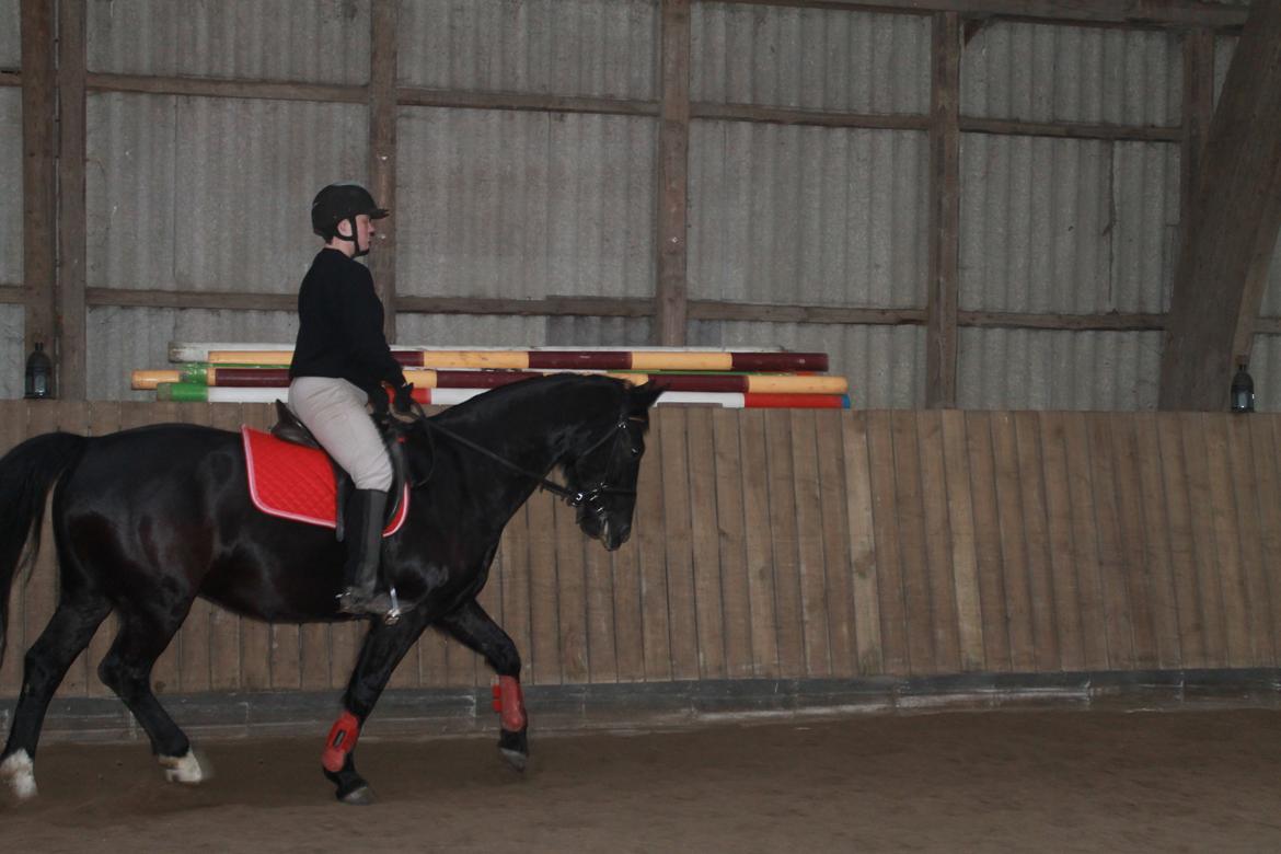 Anden særlig race Flika billede 9