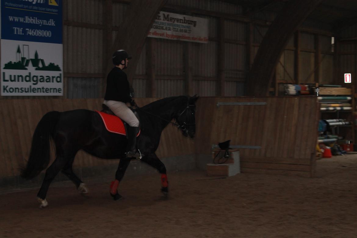 Anden særlig race Flika billede 11