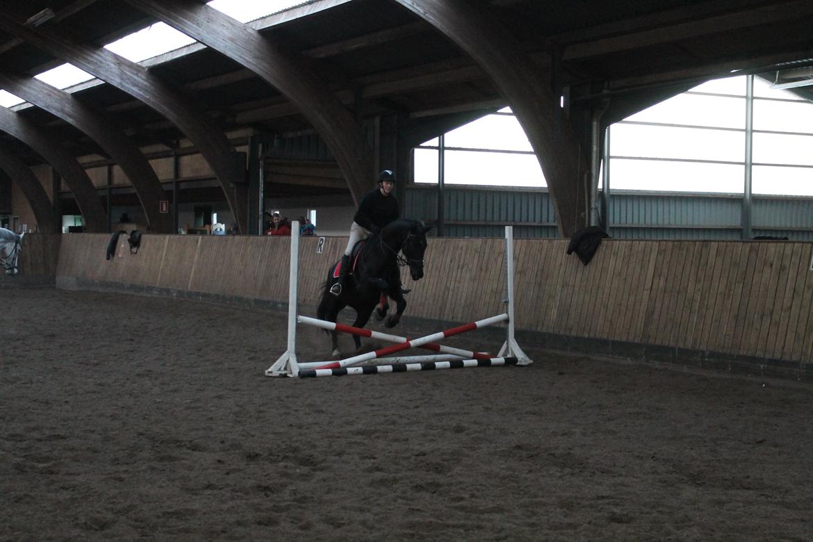 Anden særlig race Flika billede 3