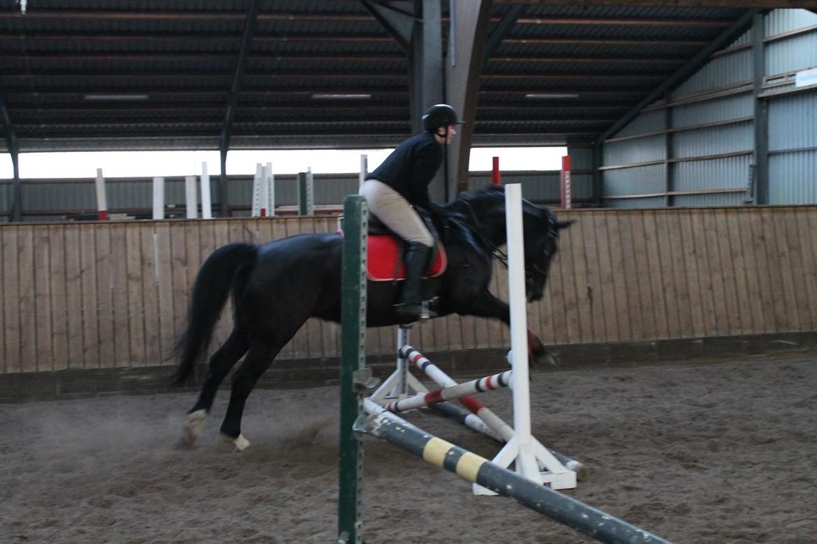 Anden særlig race Flika - lidt fra vores første springtræning billede 1