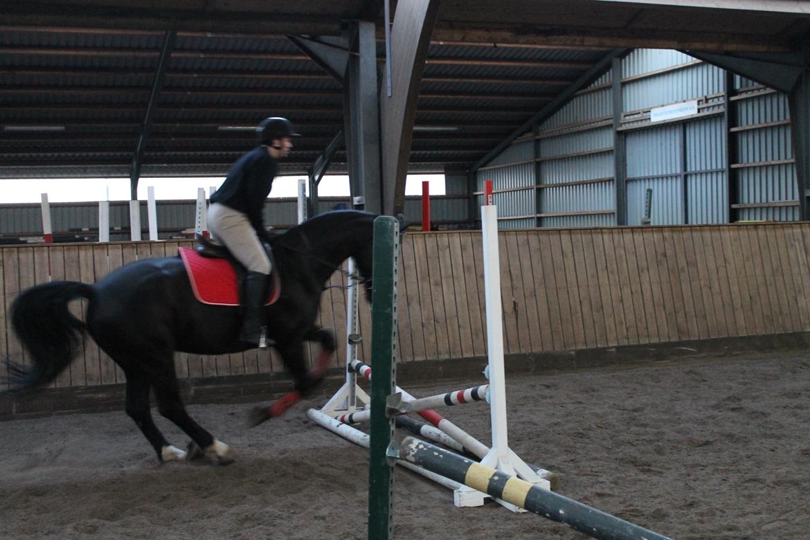 Anden særlig race Flika billede 7