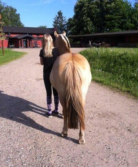 Anden særlig race Daisy (Østerlund's Rumkugle) - Den første pony jeg nogensinde har haft så meget tillid til<3 billede 5