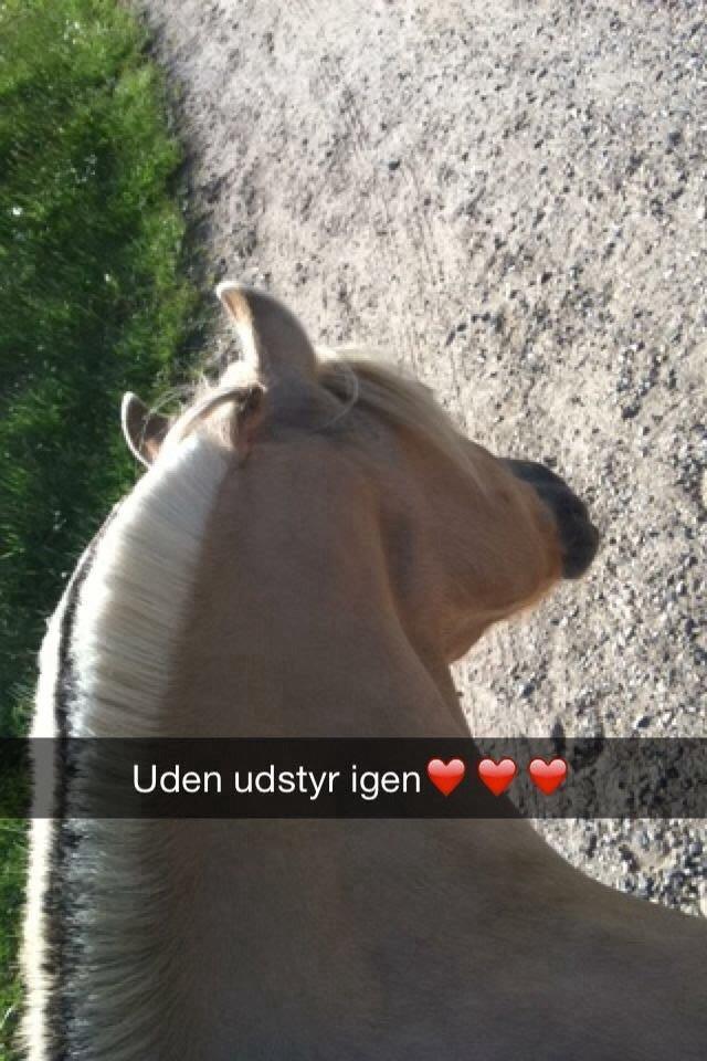 Anden særlig race Daisy (Østerlund's Rumkugle) - Billede siger det hele? <3 billede 6