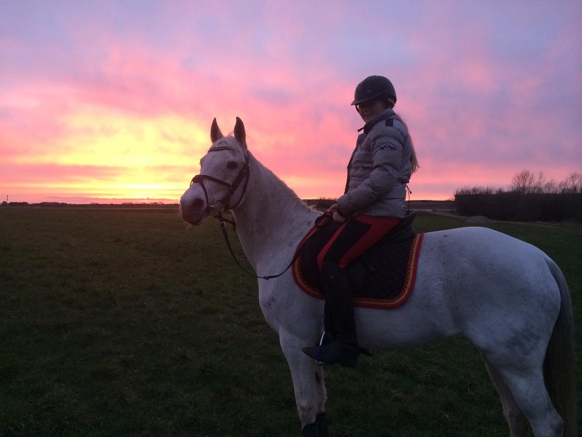 Anden særlig race Gadehøjs Caridee Himmelhest billede 17