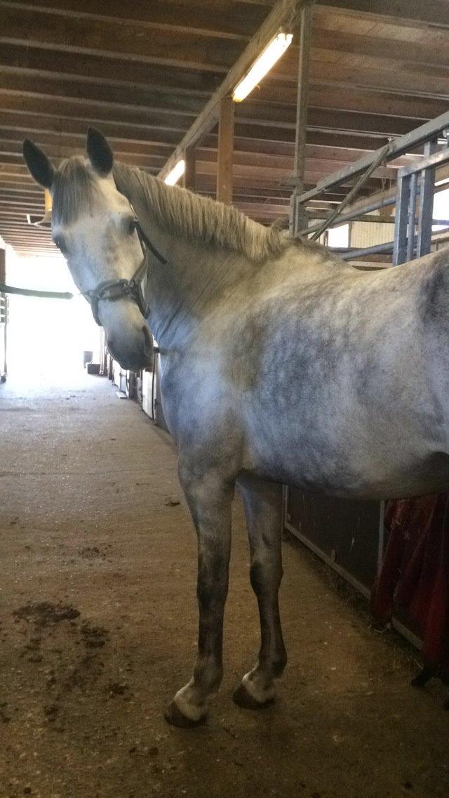 Dansk Varmblod Guido Damgård - Guido er altid meget nysgerrig ;) billede 7