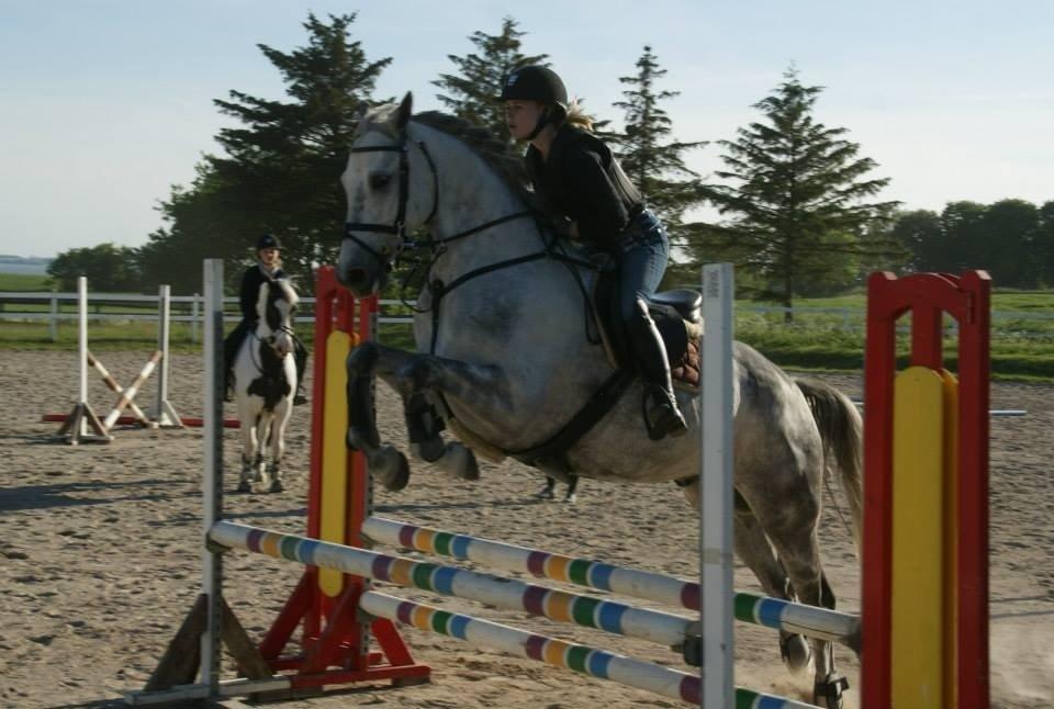 Dansk Varmblod Guido Damgård - Springtræning :) Foto: Trine Bomholdt billede 11