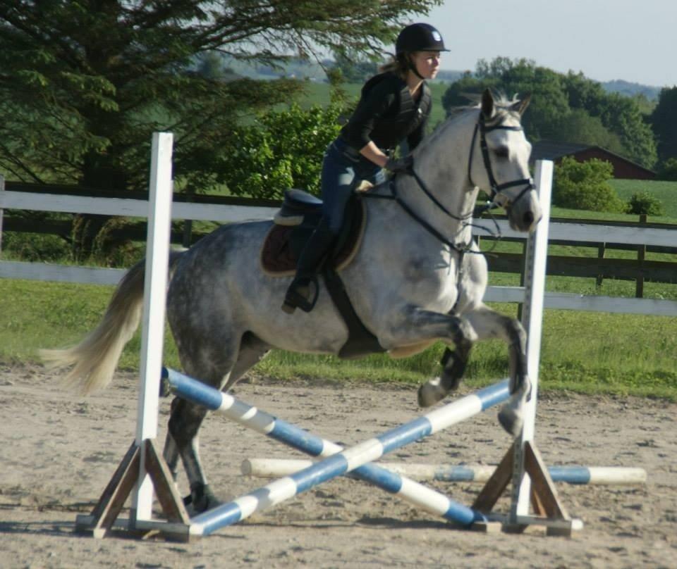 Dansk Varmblod Guido Damgård - Springtræning :) Foto: Trine Bomholdt billede 13