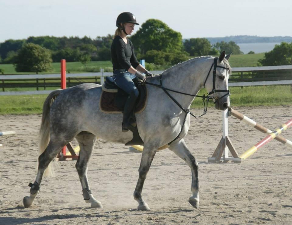 Dansk Varmblod Guido Damgård -  Foto: Trine Bomholdt billede 15