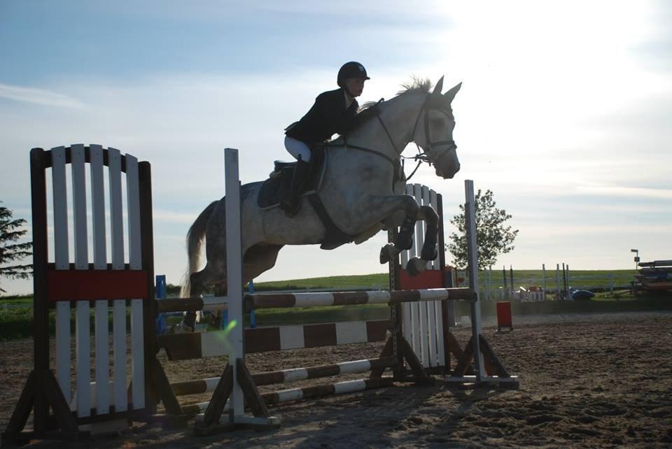 Dansk Varmblod Guido Damgård - Andet stævne, sløjfespring på HSK :) Foto: Mie Raun billede 18