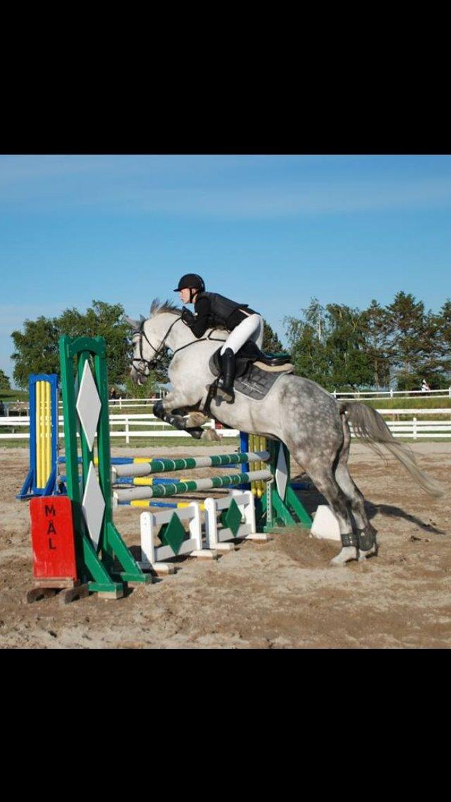 Dansk Varmblod Guido Damgård - Andet stævne, sløjfespring på HSK :) Foto: Mie Raun billede 20