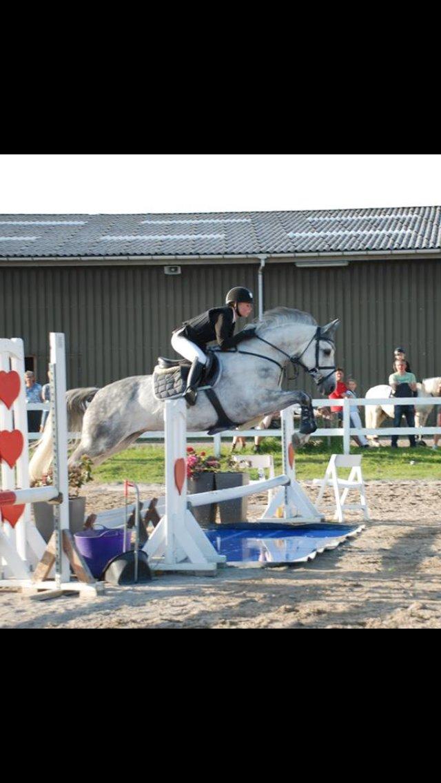 Dansk Varmblod Guido Damgård - Andet stævne, sløjfespring på HSK :) Foto: Mie Raun billede 17