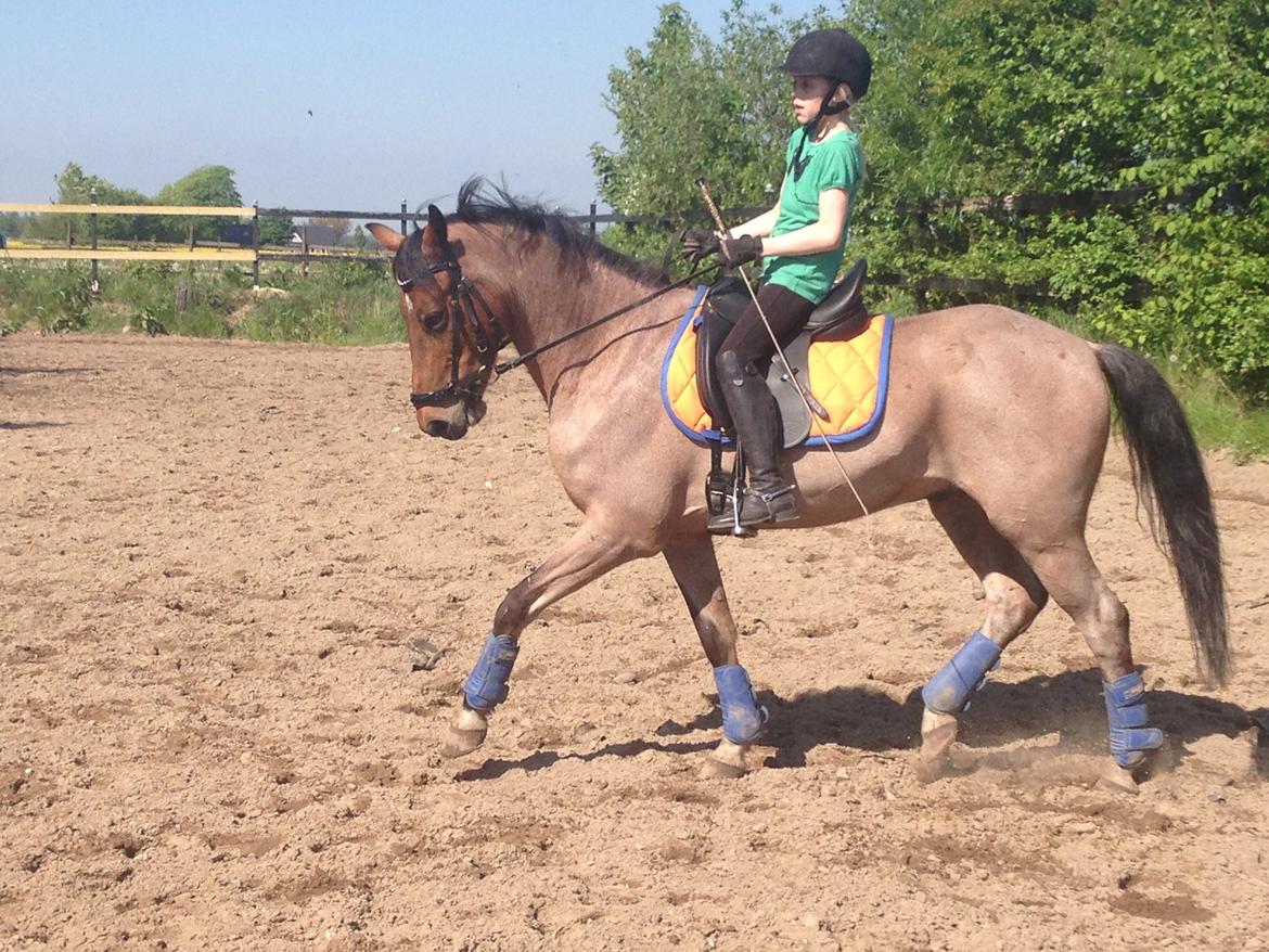 Tysk Sportspony Søndermarkens Oscar billede 2