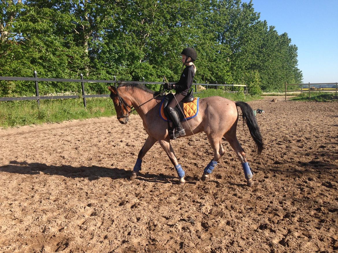 Tysk Sportspony Søndermarkens Oscar billede 3