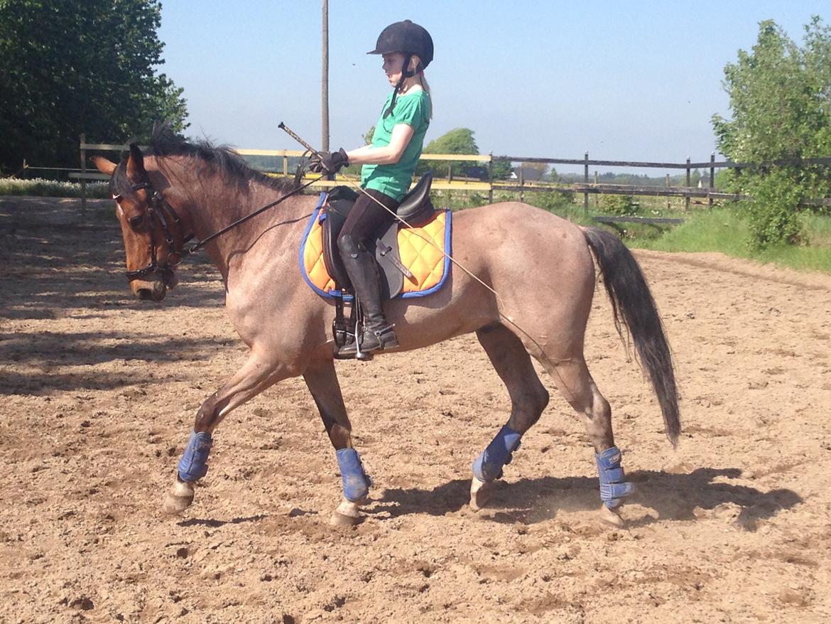 Tysk Sportspony Søndermarkens Oscar billede 4