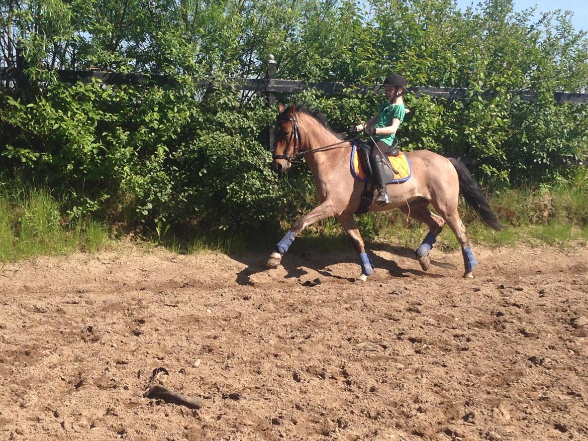 Tysk Sportspony Søndermarkens Oscar - Ja her øger vi så. Jeg læner mig meget tilbage! :D billede 6