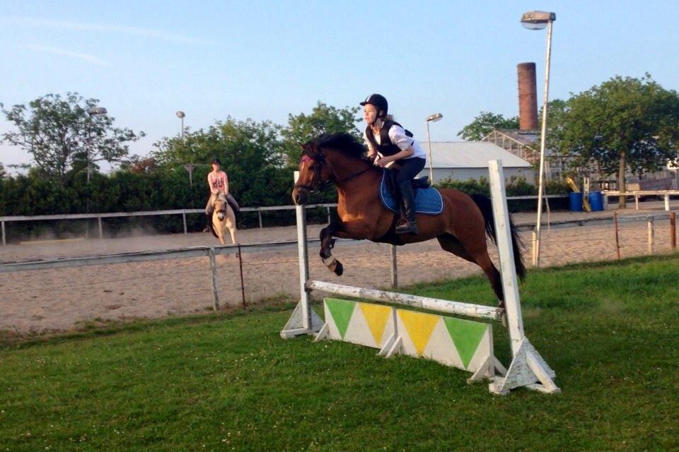 DSP Tovdals Indian Sunrise (Musse pigen<3) billede 15