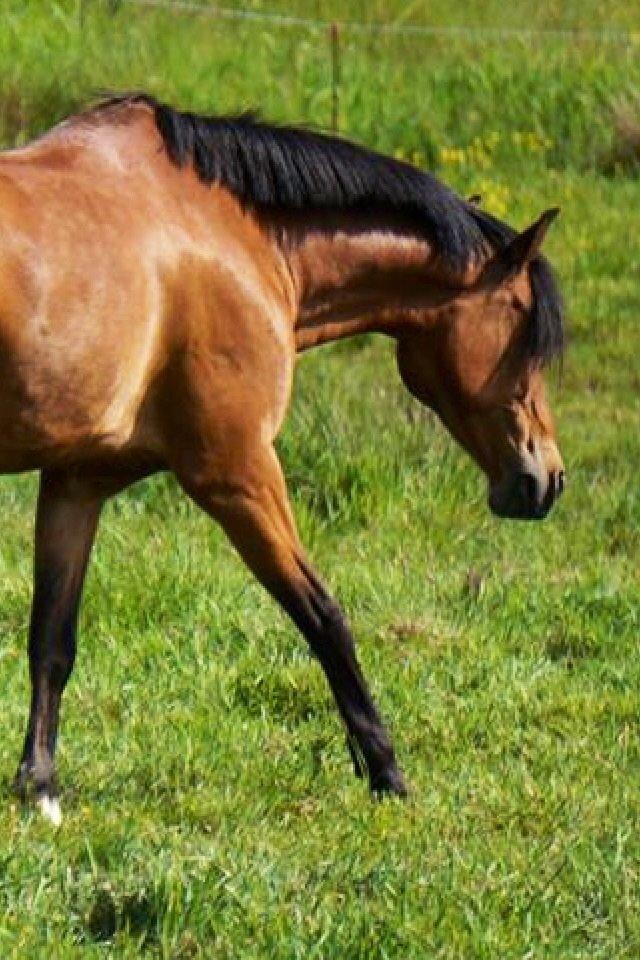 DSP Tovdals Indian Sunrise (Musse pigen<3) billede 16