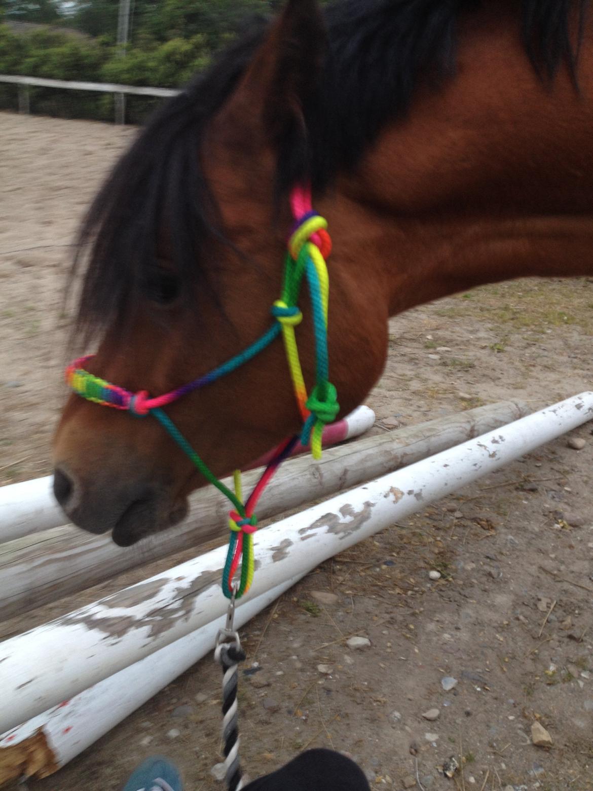 DSP Tovdals Indian Sunrise (Musse pigen<3) billede 17