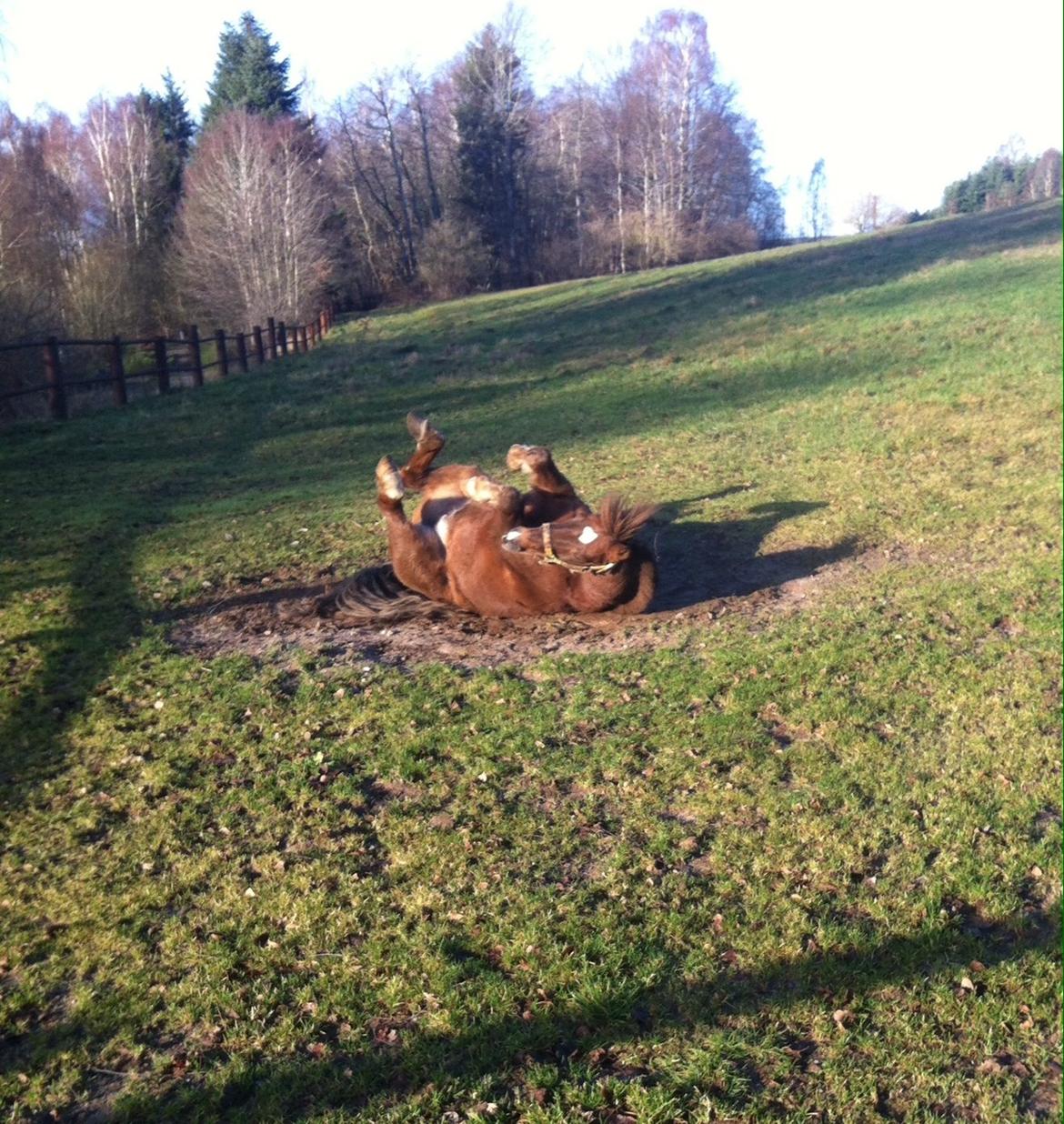 Anden særlig race Håbet Zeus - At rulle sig er det bedste <3 billede 2