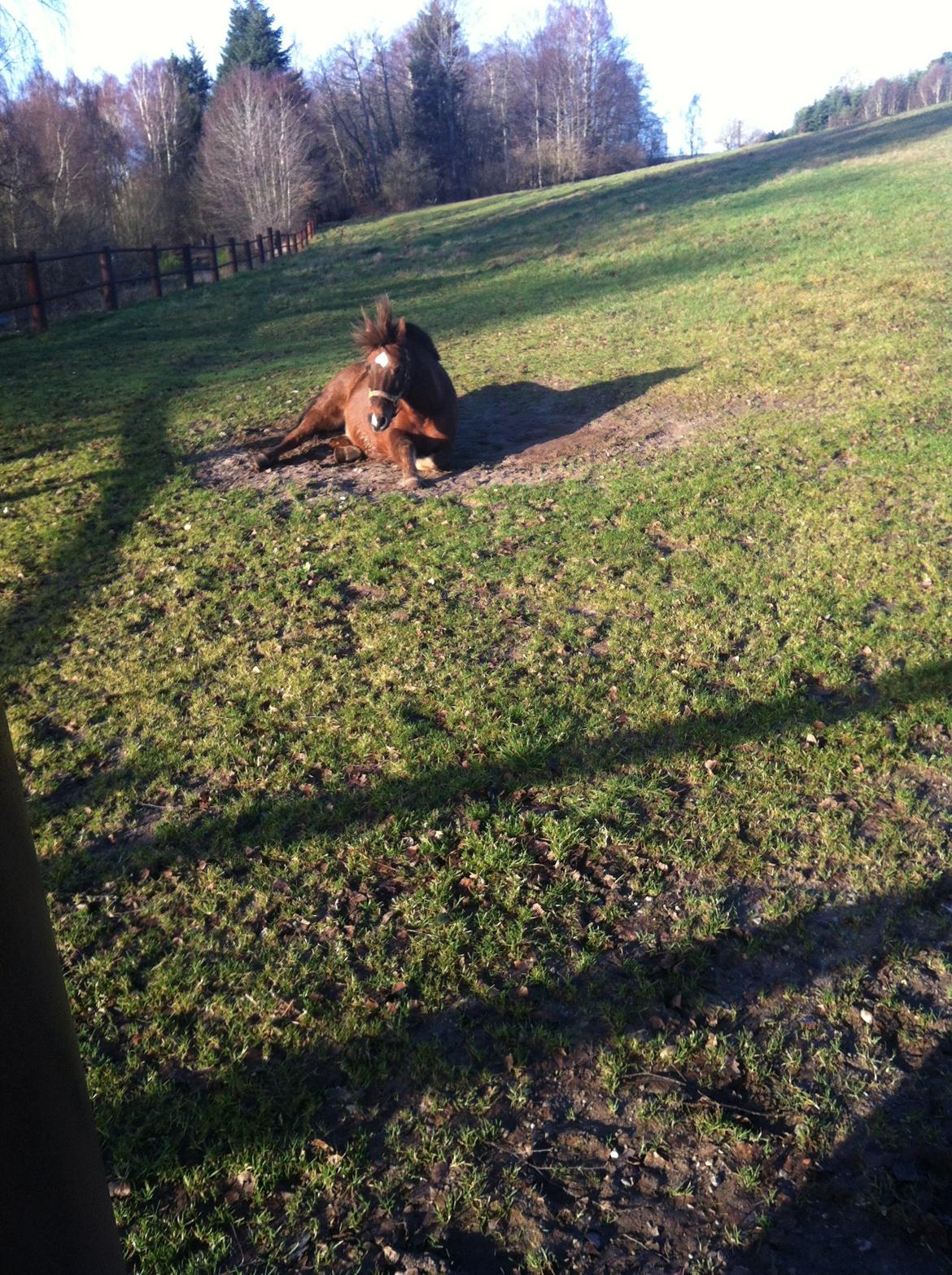Anden særlig race Håbet Zeus billede 3