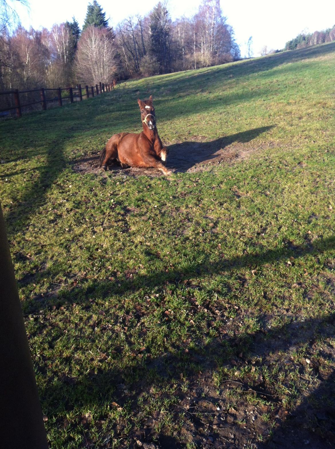 Anden særlig race Håbet Zeus billede 4