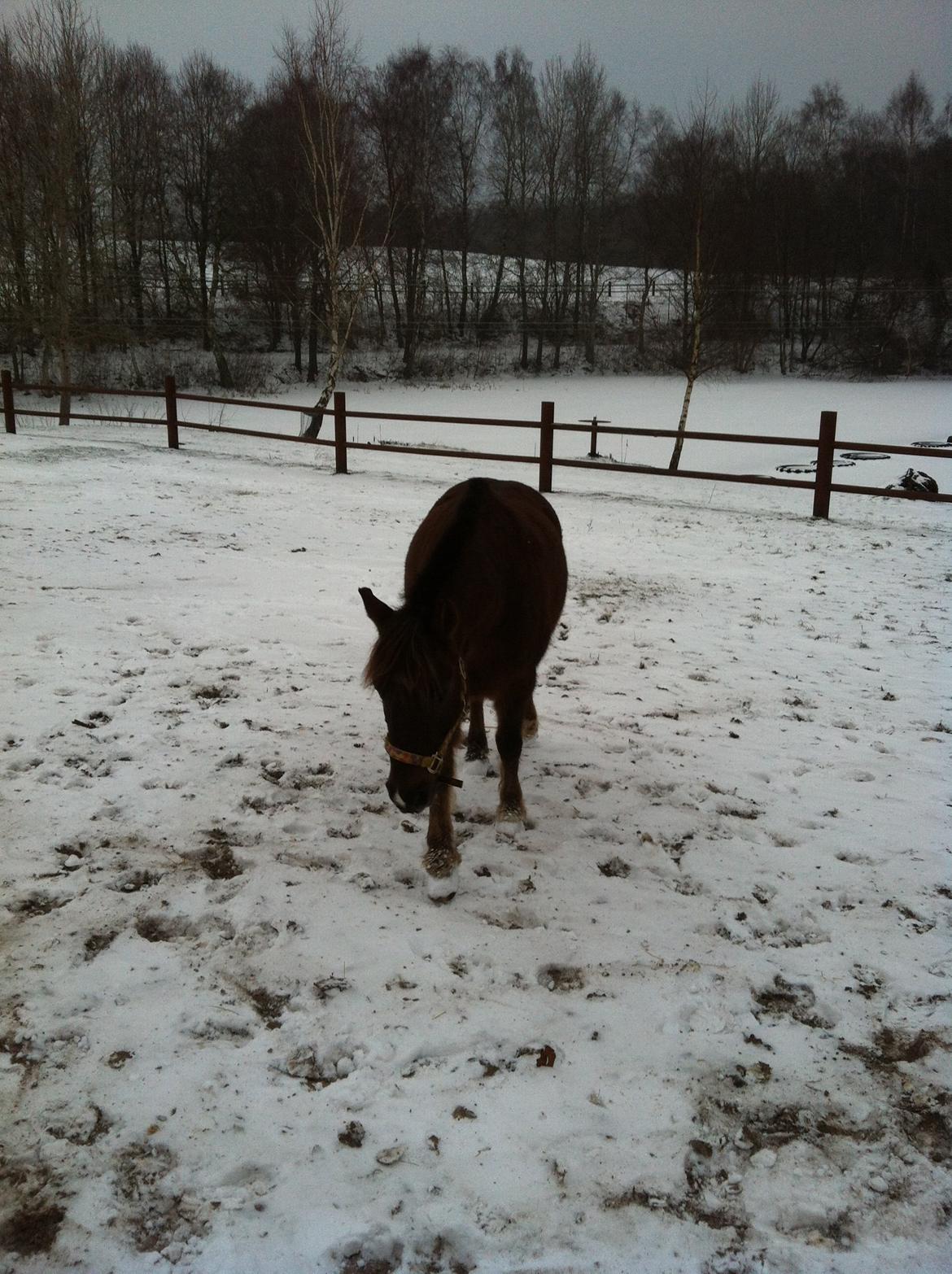 Anden særlig race Håbet Zeus - I vinters :)  billede 5