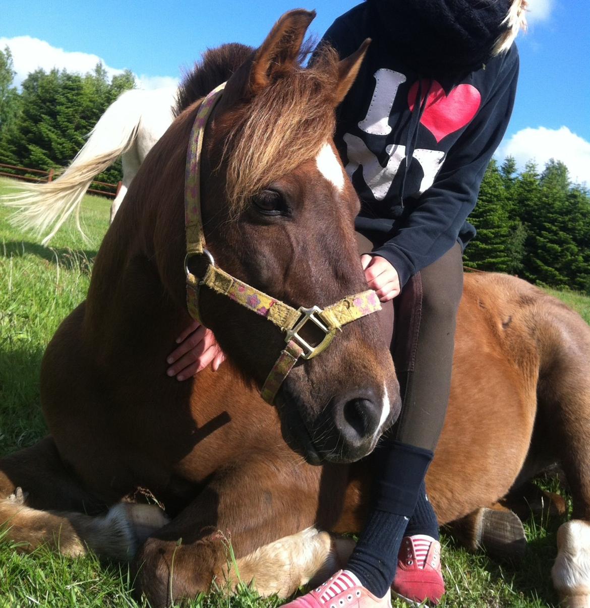 Anden særlig race Håbet Zeus billede 7