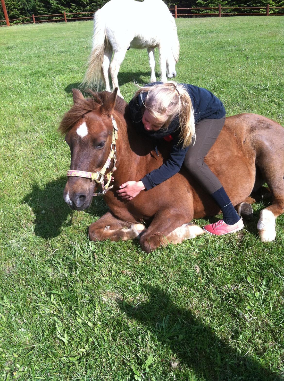 Anden særlig race Håbet Zeus billede 8
