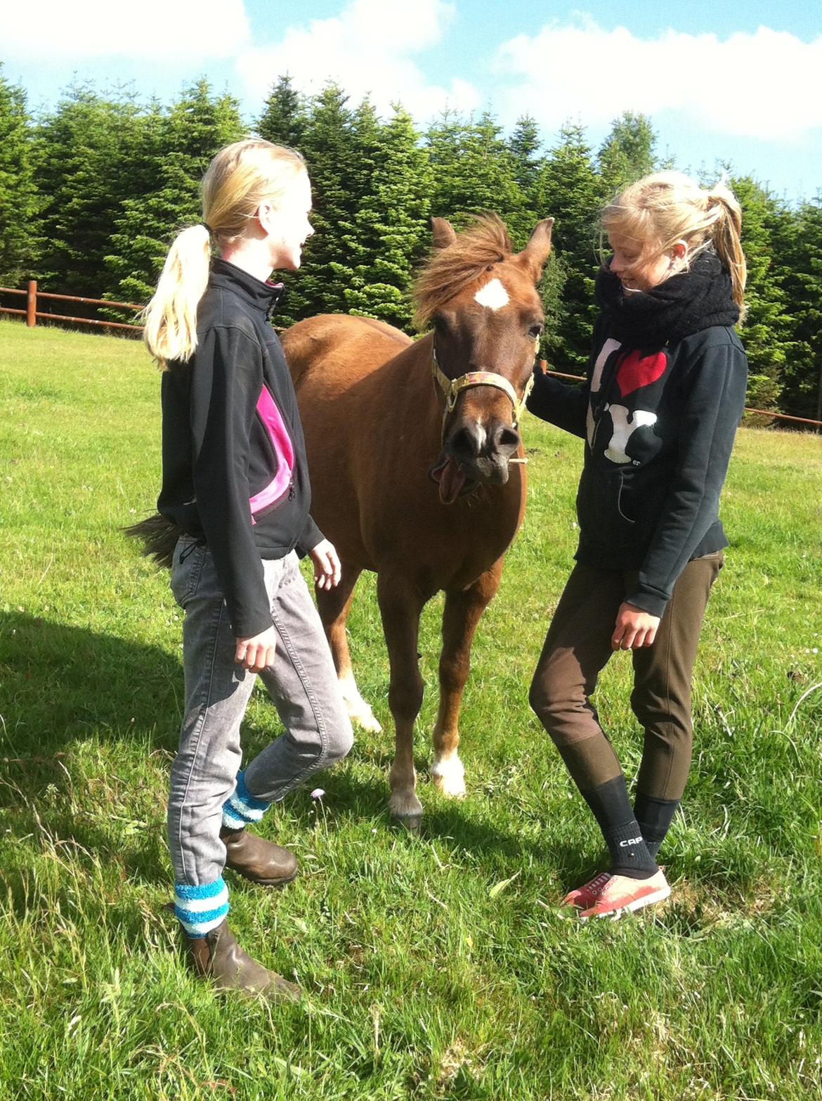 Anden særlig race Håbet Zeus billede 10