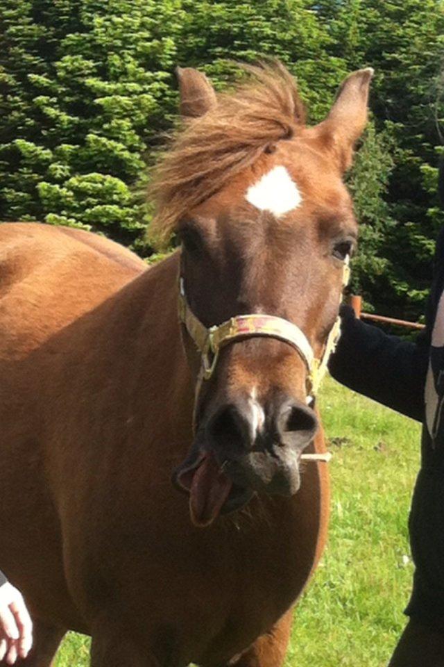 Anden særlig race Håbet Zeus billede 11