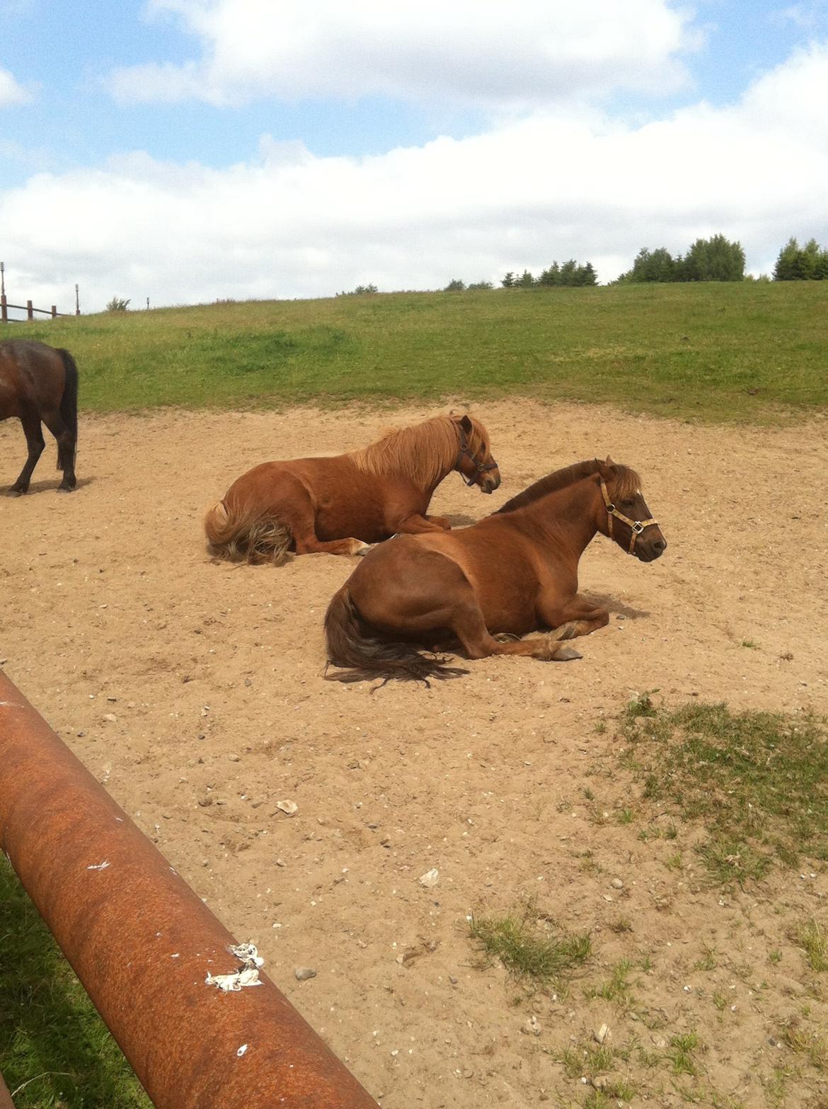 Anden særlig race Håbet Zeus - Farvel og tak <3¨ billede 12