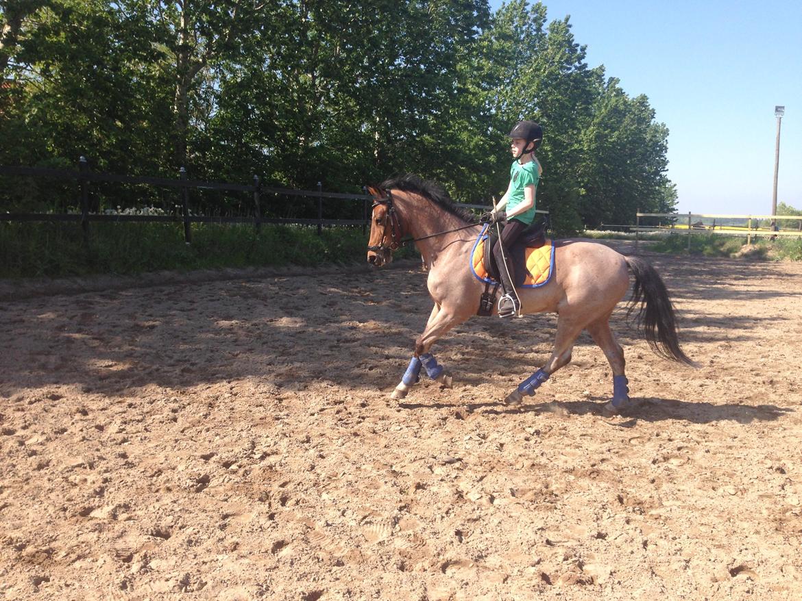 Tysk Sportspony Søndermarkens Oscar billede 5