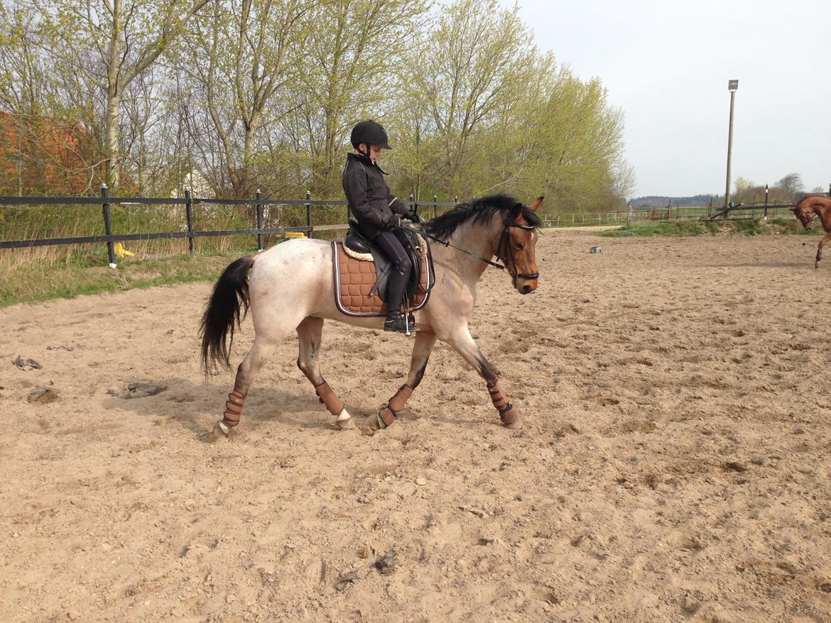 Tysk Sportspony Søndermarkens Oscar billede 7