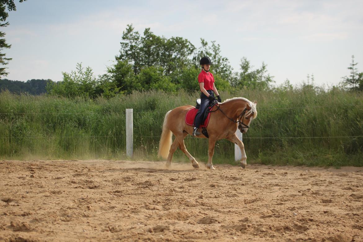 Haflinger Romeo billede 9