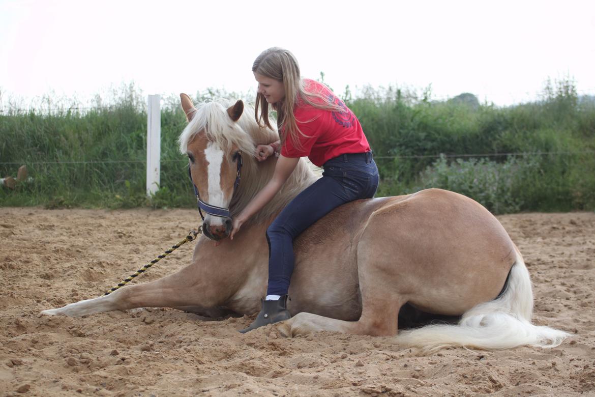 Haflinger Romeo - just love being with my best friend<3 billede 11