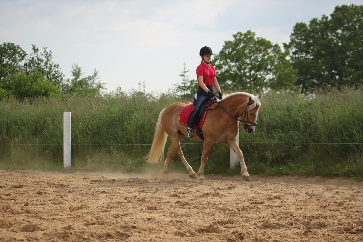 Haflinger Romeo billede 10