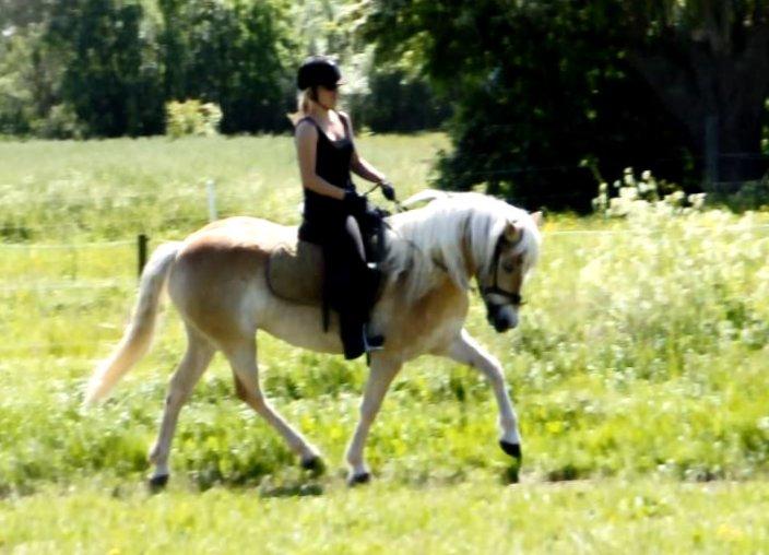 Haflinger Unikka Stald Friis billede 13