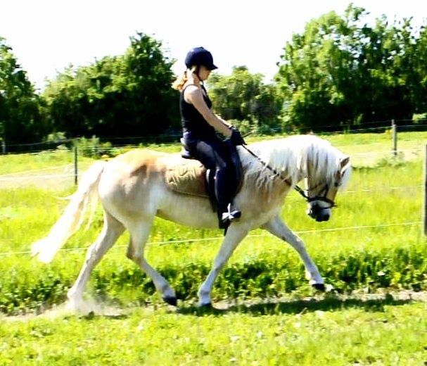 Haflinger Unikka Stald Friis billede 17