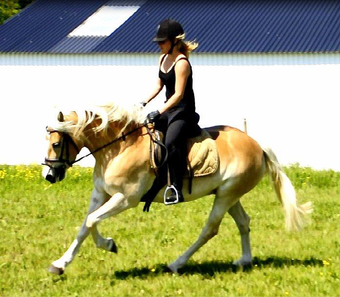 Haflinger Unikka Stald Friis billede 20