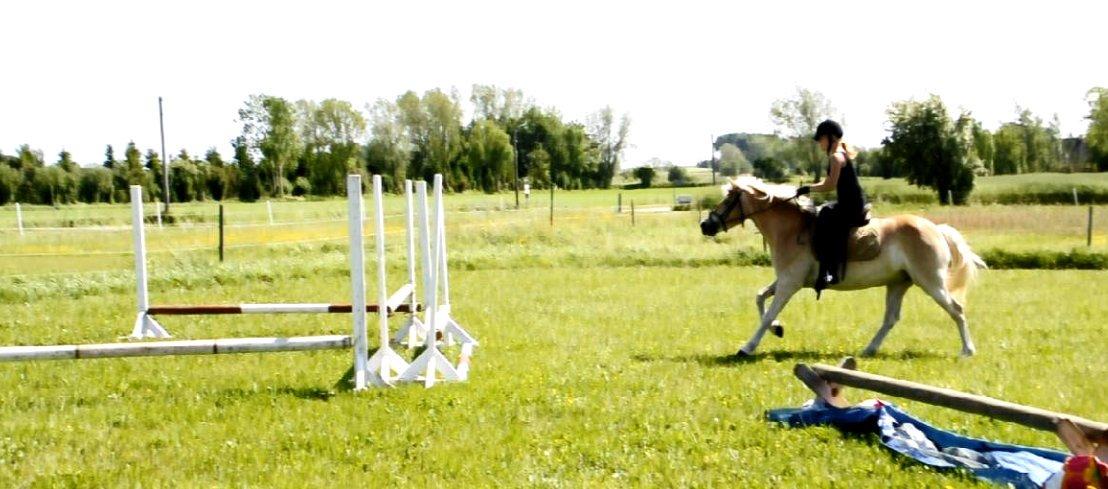 Haflinger Unikka Stald Friis billede 29