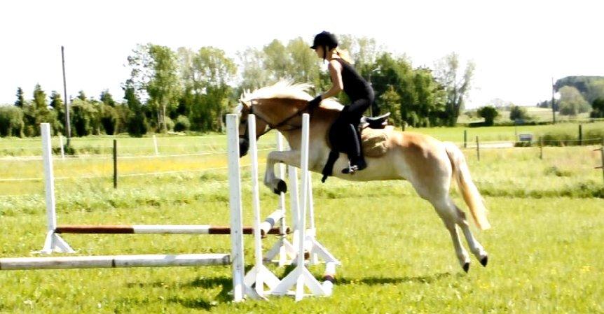 Haflinger Unikka Stald Friis billede 10