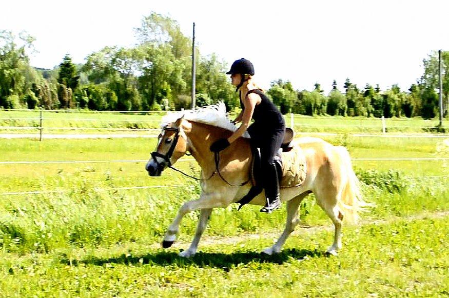 Haflinger Unikka Stald Friis billede 32