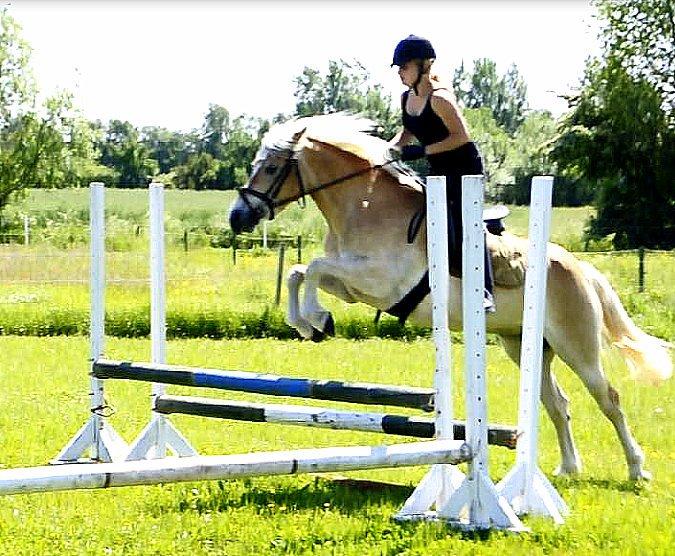 Haflinger Unikka Stald Friis billede 30