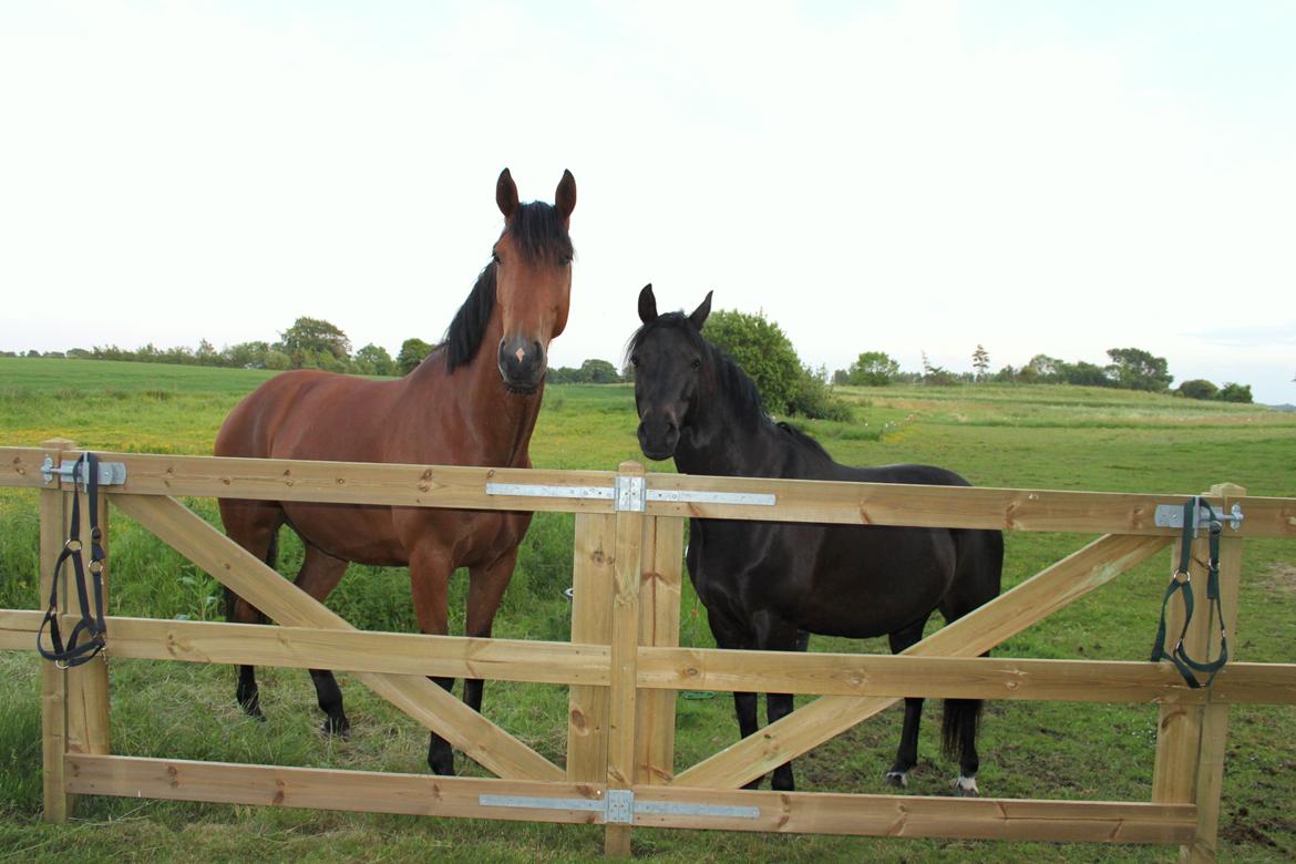 DSP Bakkegaarden's Mrs Magic - Chester og Magic på hver deres fold da Magic er i brundst  billede 5