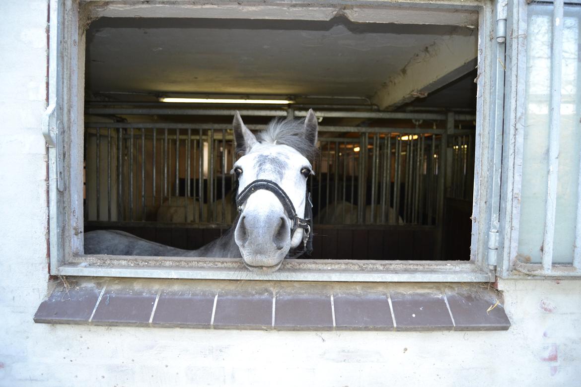 Connemara Hesselholts Wild Rose - Skønne pony! billede 1