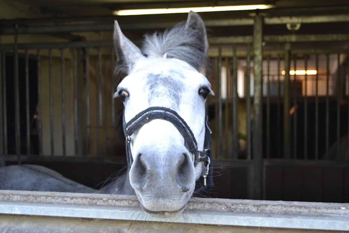 Connemara Hesselholts Wild Rose billede 8