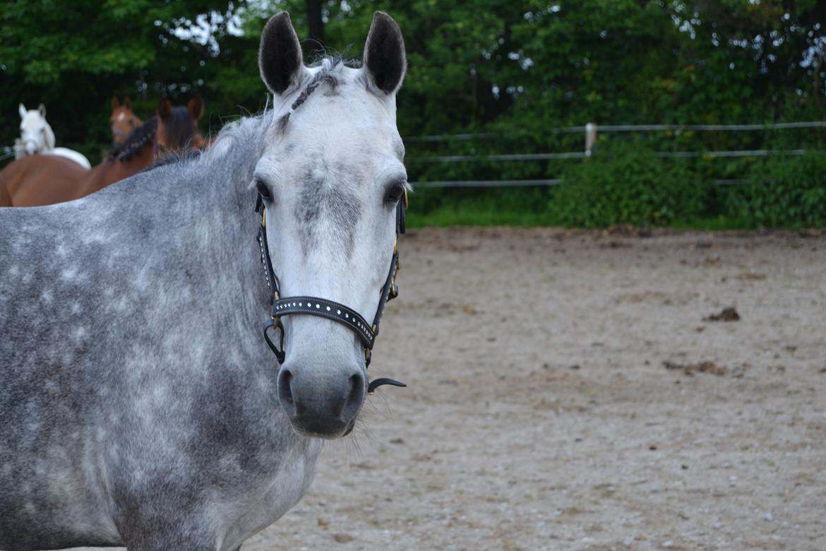 Connemara Hesselholts Wild Rose billede 4