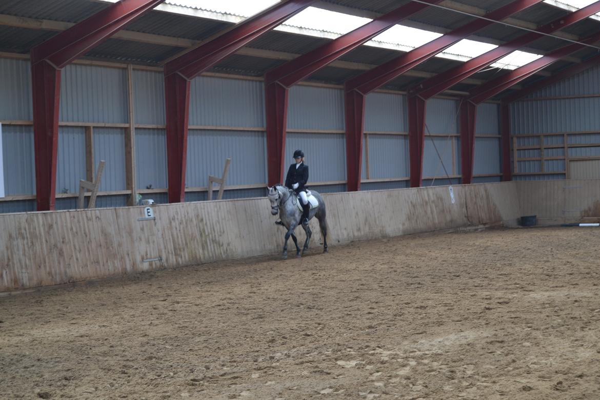 Connemara Hesselholts Wild Rose - Dressur stævne billede 6